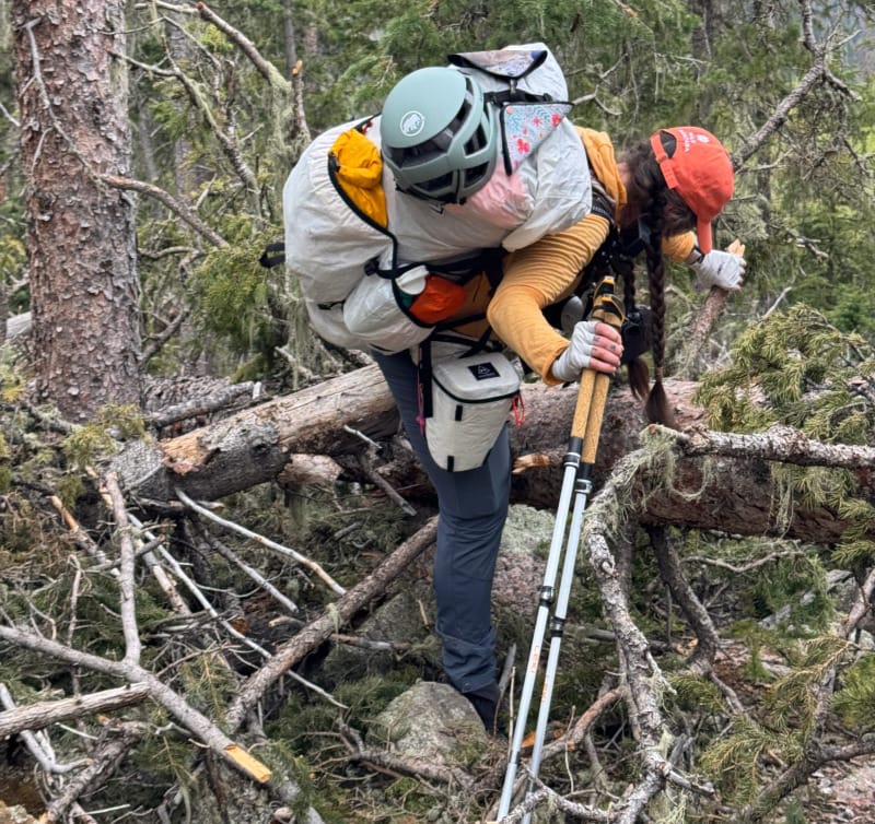  Backpacker wearing a yellow Wuru Wool hoodie navigating a tangle of fallen trees in a forest while bushwhacking with trekking poles and a helmet on their pack.
