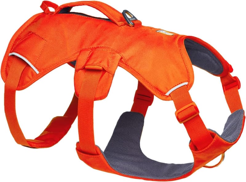 Bright blaze orange dog harness for hiking, designed to keep dogs visible and protected during hunting season.