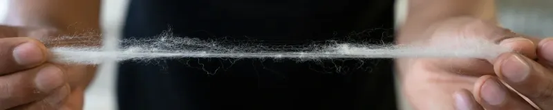 Close-up of hands holding soft white alpaca fibers, showing the texture and natural fineness of royal alpaca wool used by Arms of Andes.