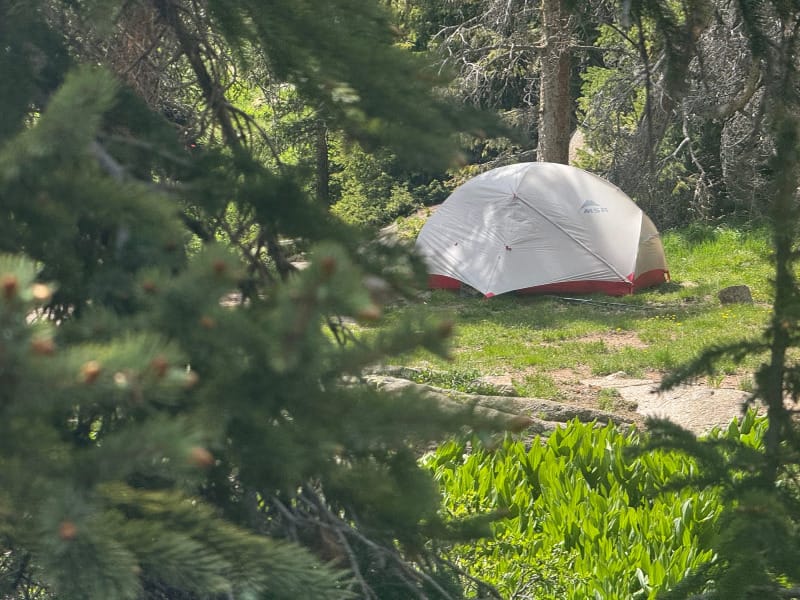 Light gray MSR tent set up in a forest meadow, framed by evergreen branches and sunlit grass.