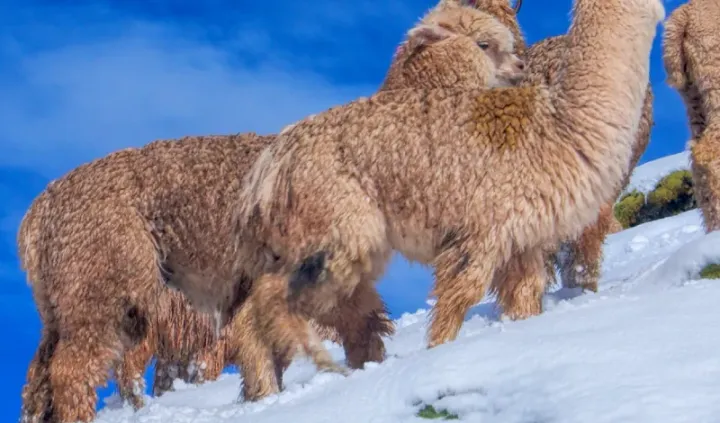 Hiker wearing sustainable alpaca wool apparel by Arms of Andes in the Peruvian mountains, representing eco-friendly outdoor clothing made from royal alpaca fiber.